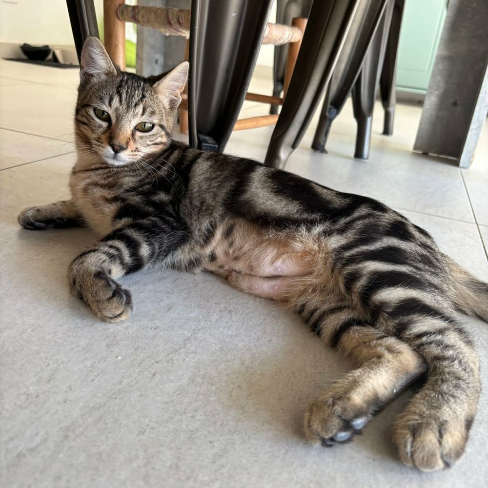   LEO 