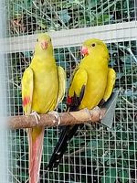   Couple de perruche melanure  