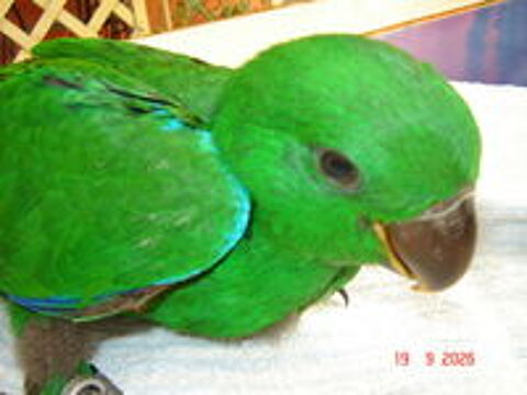   Perroquet Eclectus 