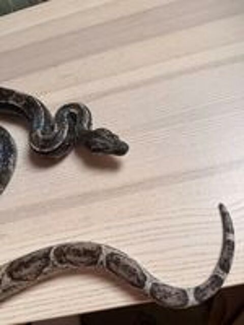   Boa imperator Hypo IMG Ghost femelle - NC 2022 