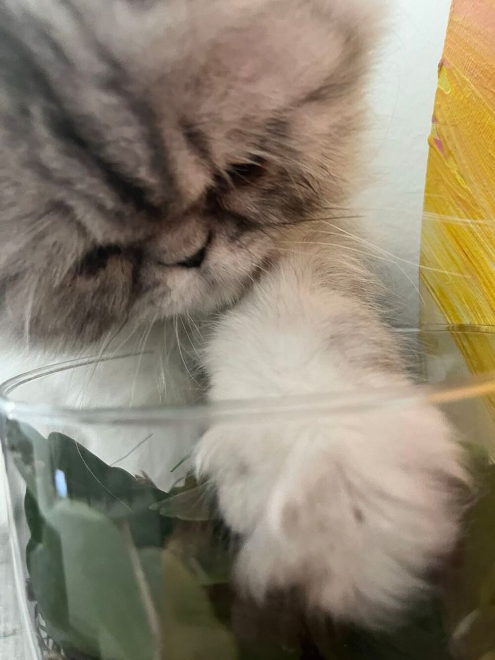 chaton 
