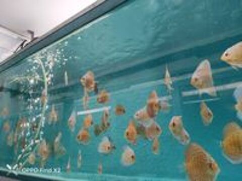   Jeune discus  