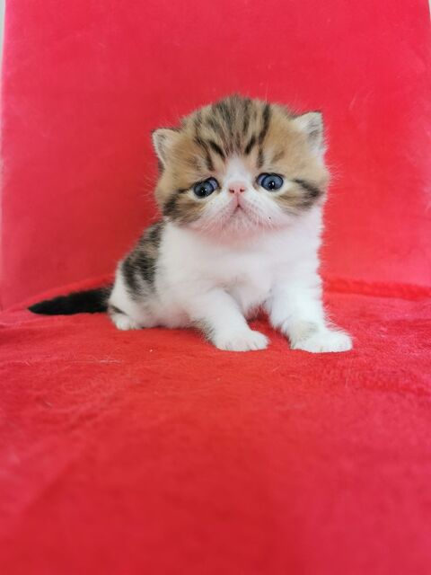 Chaton Exotic Shorthair 1200 29480 Le relecq-kerhuon