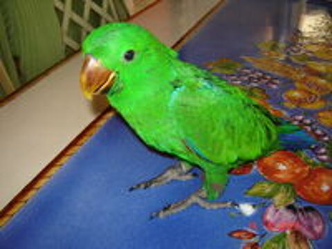   Perroquet Eclectus 