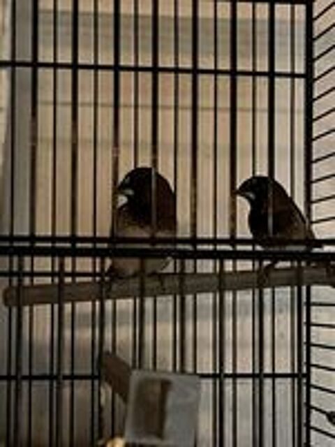  Oiseaux  