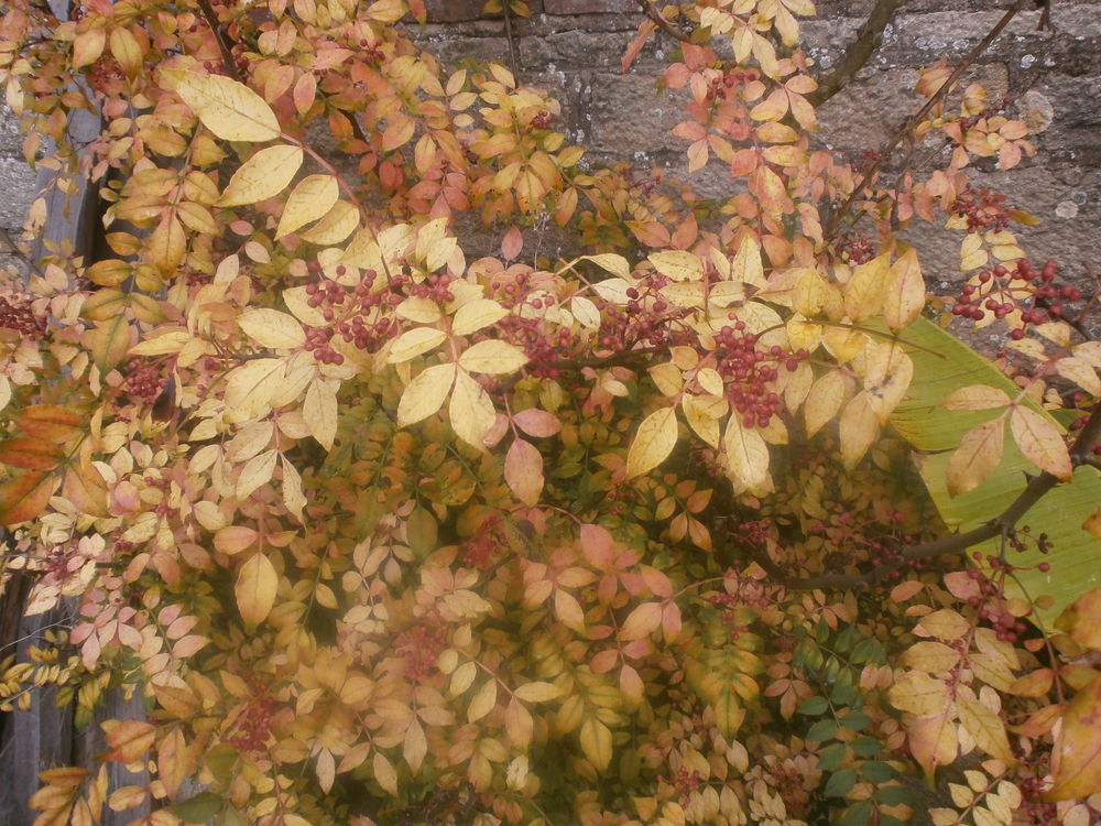 poivrier du sichuan Jardin