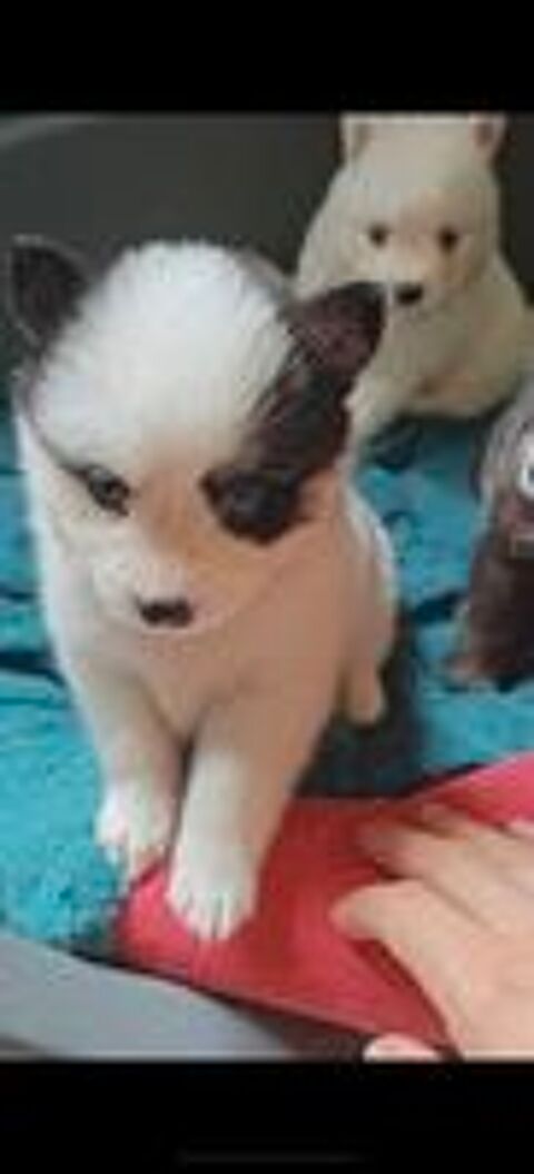   Pomsky f4plus mini femelle lignée russe/us 