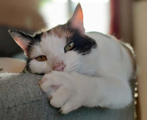 CHOUPETTE, adorable chatte tricolore à adopter via l'association UMA 230 18130 Vornay