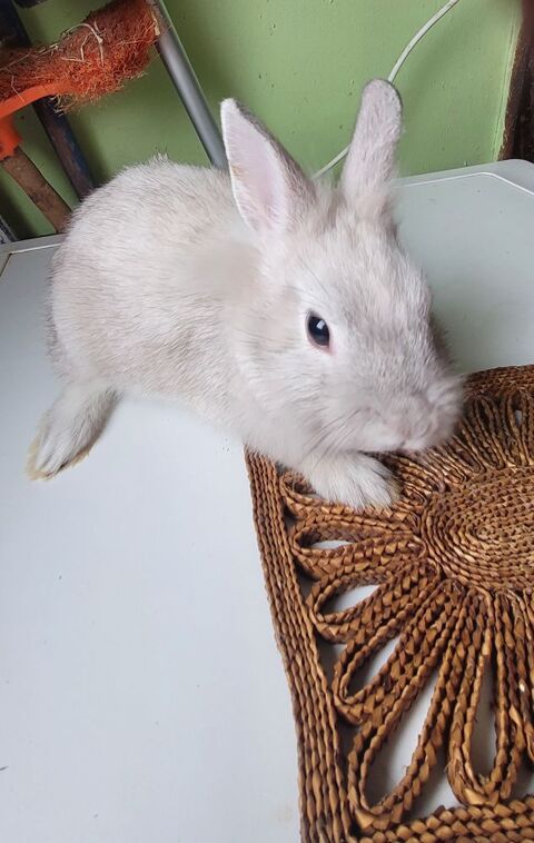 lapins nains 30 50220 Marcilly