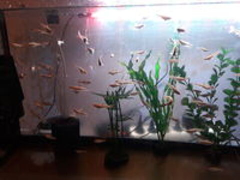    poissons notropis chrosomus . 