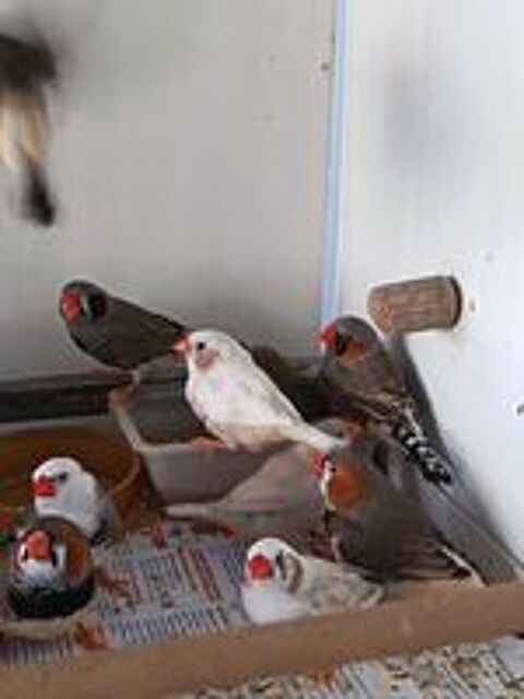   Mandarins  