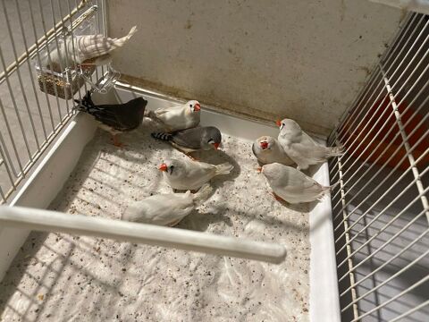 Mandarins 20 80190 Nesle