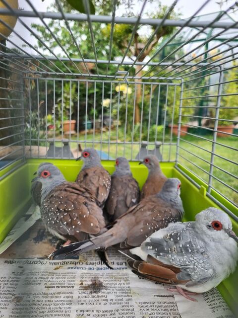 Colombes diamants &agrave; Caudrot 33 25 33490 Caudrot