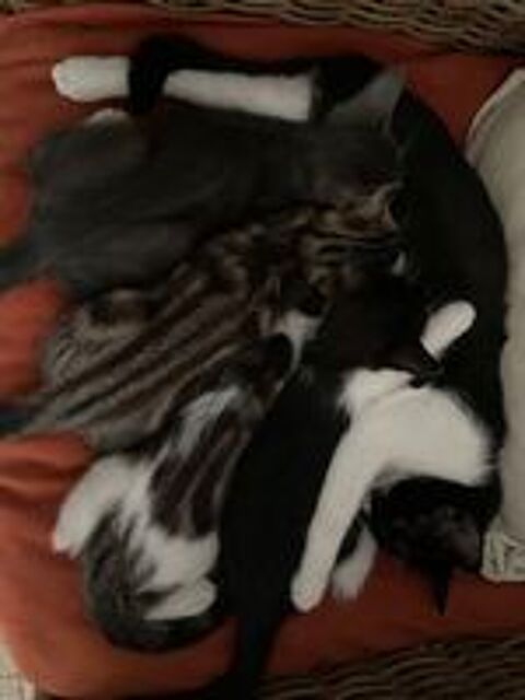   4 PETITS CHATONS RECHERCHENT FAMILLES AIMANTES 