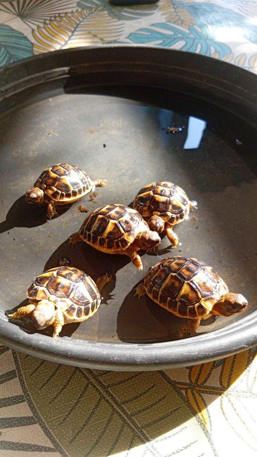 B&eacute;b&eacute; Tortues Electroménager