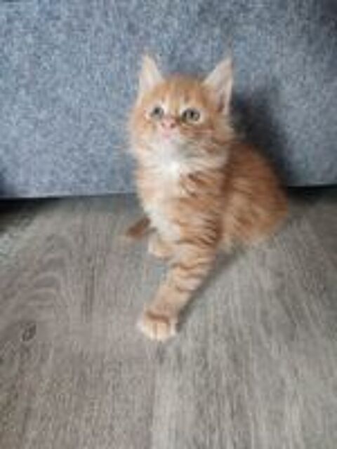   4 chatons Maines Coon 