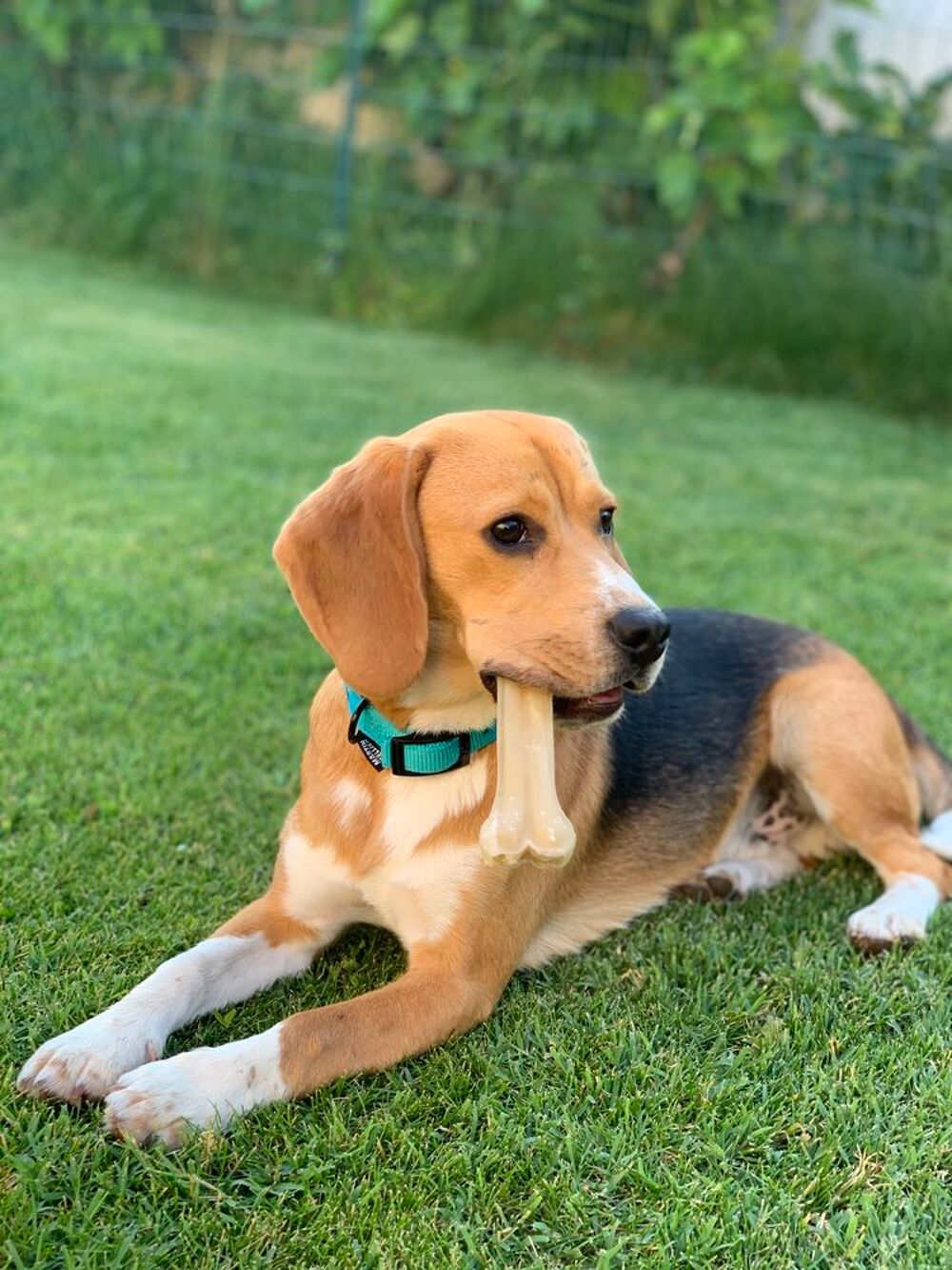   Magnifique beagle mle de 4 ans 