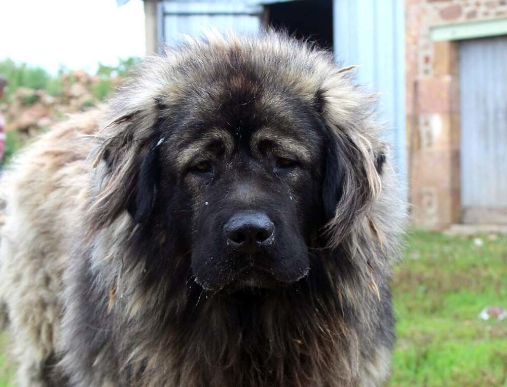   HENJOY, beau Berger de Caucase � l'adoption 