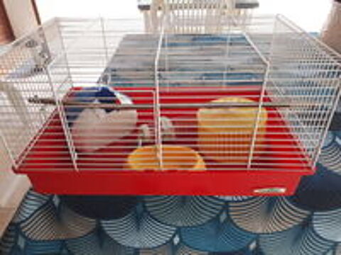   cage pour rongeurs, hamsters, cochons d'Inde 