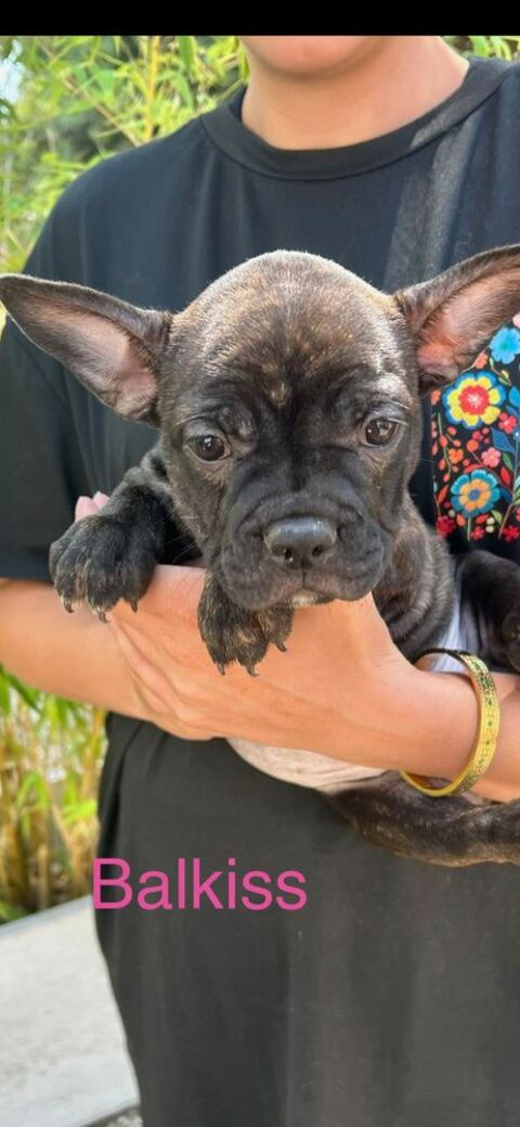 Bouledogue francais 650 78980 Saint-illiers-le-bois