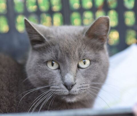 DOLORES 230 27620 Gasny