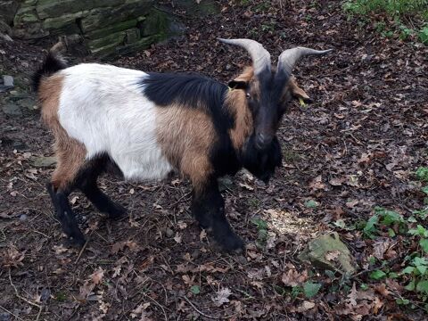SWAMP, magnifique bouc  adopter via l'association UMA 44290 Pierric