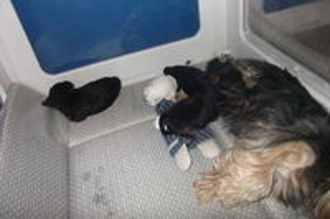   MAGNIFIQUE CHIOTS YORKSHIRE TERRIER 