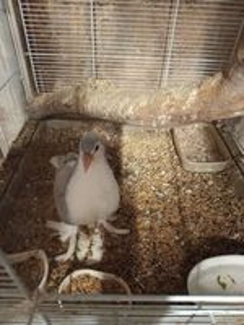   Pigeon lahor 