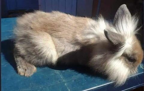 Lapins nains mâles vaccinés 60 84190 Vacqueyras