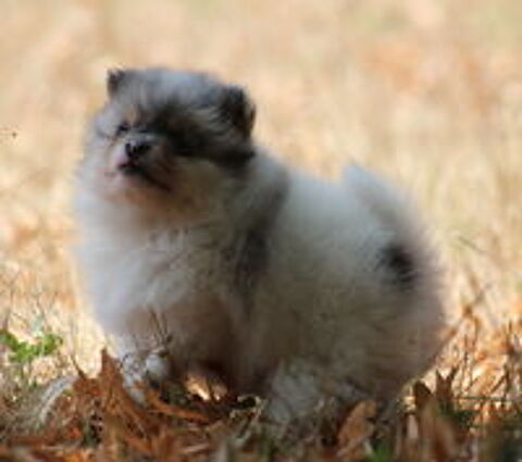   Chiot type Spitz Pomeranian Mâle Bleu merle tan et blanc 