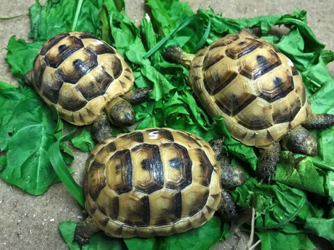 TORTUES GRECQUES 16400 Vuil-et-giget