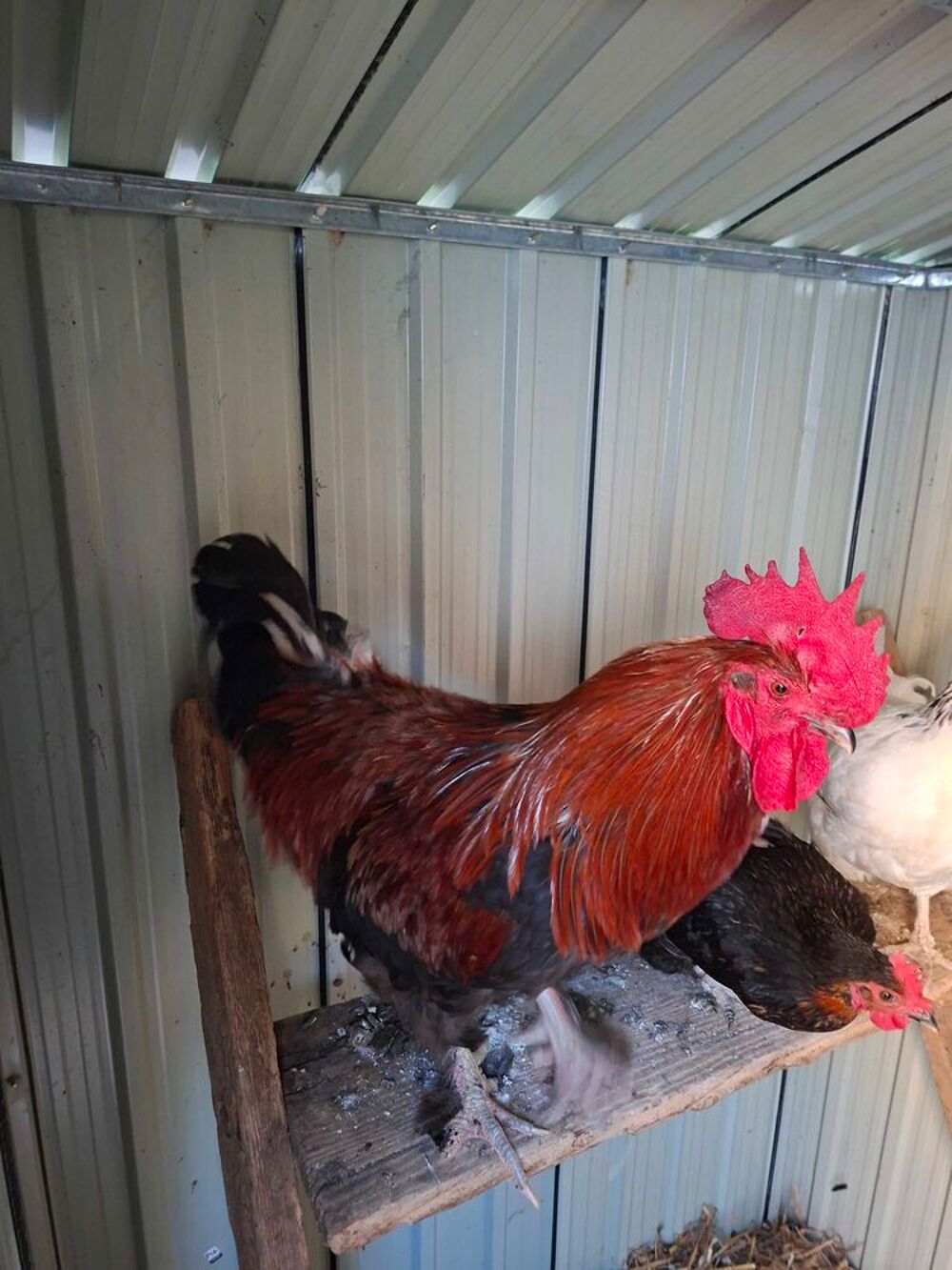 jeune coq 10 plumes Jardin