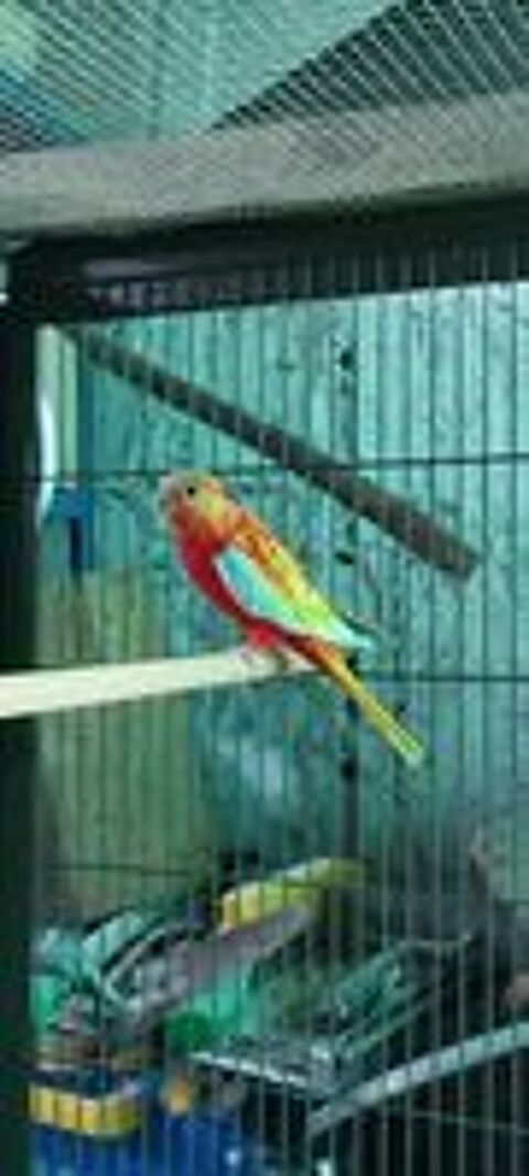   Perruches turquoisines  