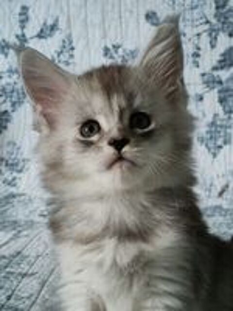   Chatons Maine coon loof nés le 18 Mars à réserver.
