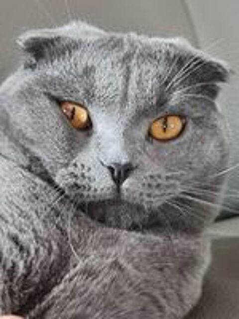   CHAT male POUR SAIL    400 euro Tel.. 