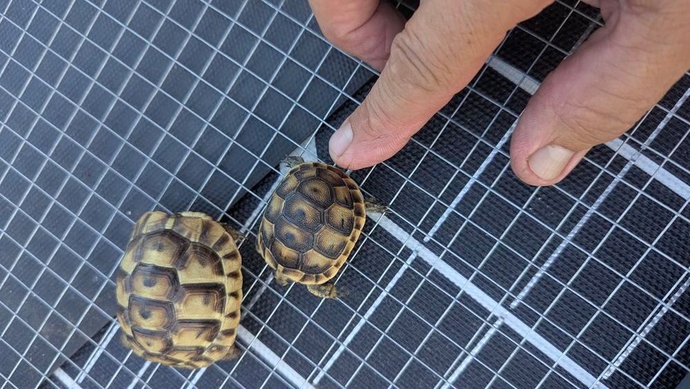   Tortue terrestre 
