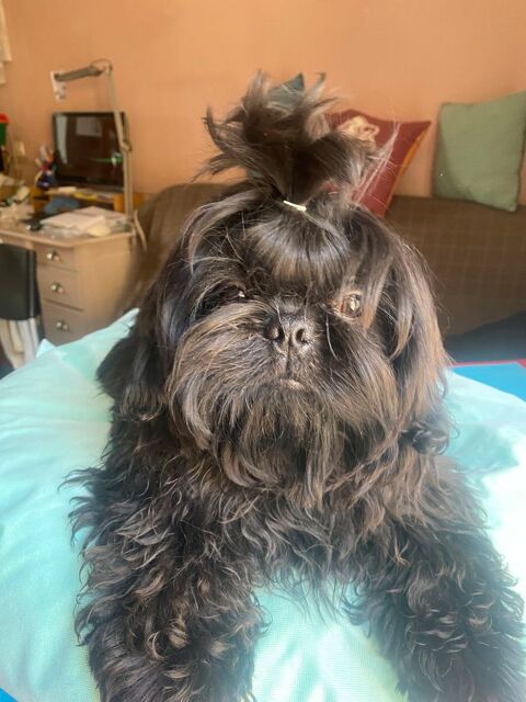 chiots shih tzu 1200 83200 Toulon