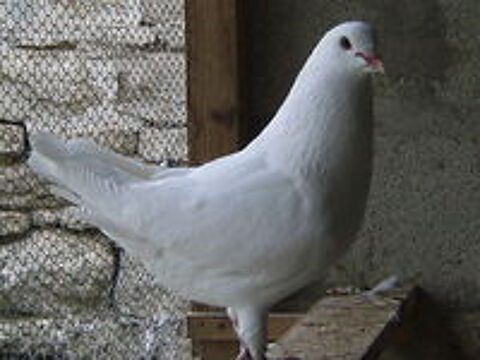   Pigeons de chair 