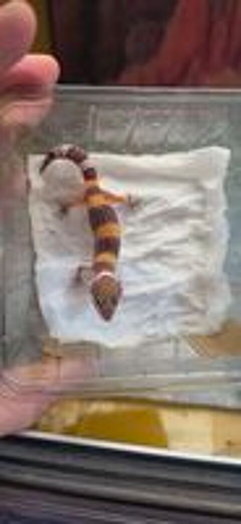   Gecko Leopard juveniles  
