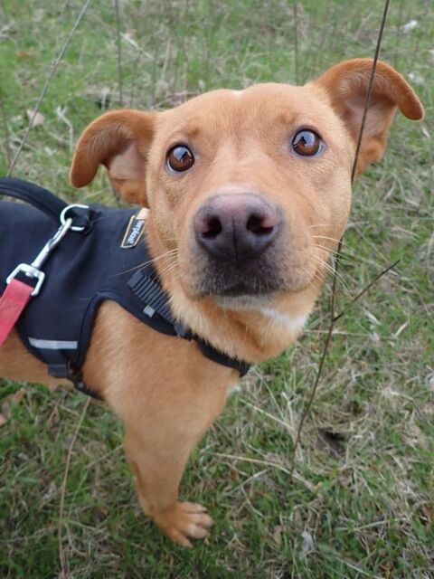 Aelys &agrave; l'adoption 300 34000 Montpellier