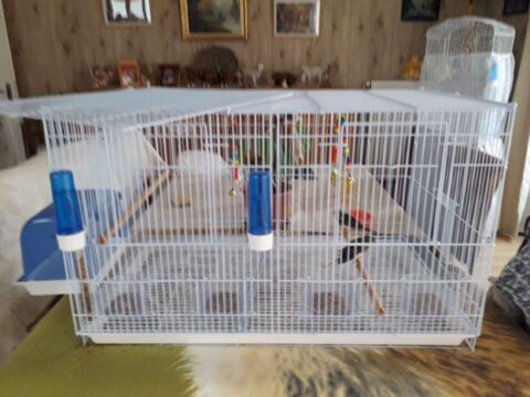 cage avec 4 canaris 20 59600 Maubeuge