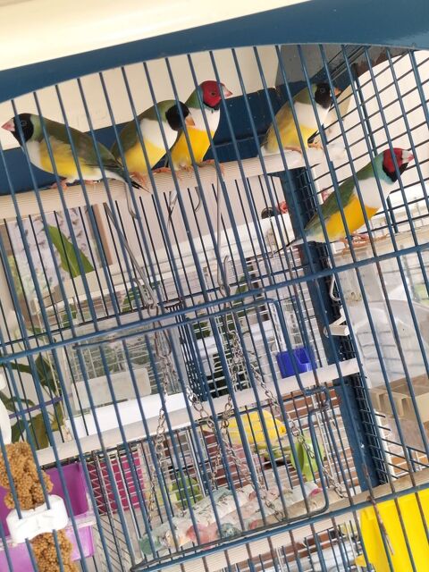 Diamant de gould 40 44110 Soudan
