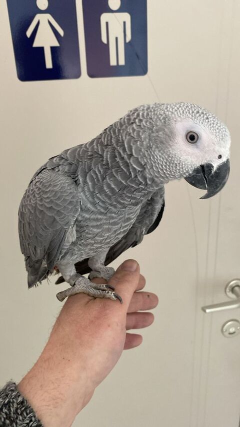 Perroquet gris du Gabon 5 mois 1500 59500 Douai