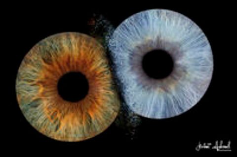   Faites de l'iris de vos yeux un super tableau artistique 