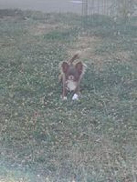   Femelle chihuahua  