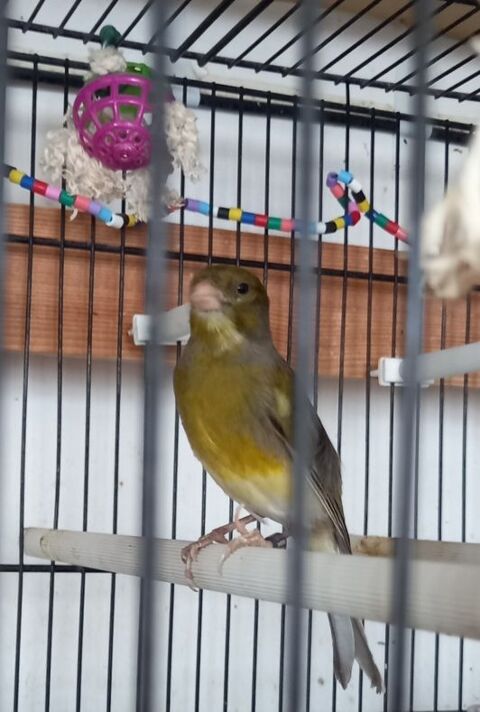 RECHERCHE  CANARIS FEMELLE. 0 94130 Nogent-sur-marne