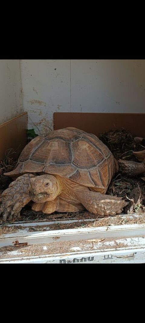 Perdu tortue terrestre 0 82400 Valence