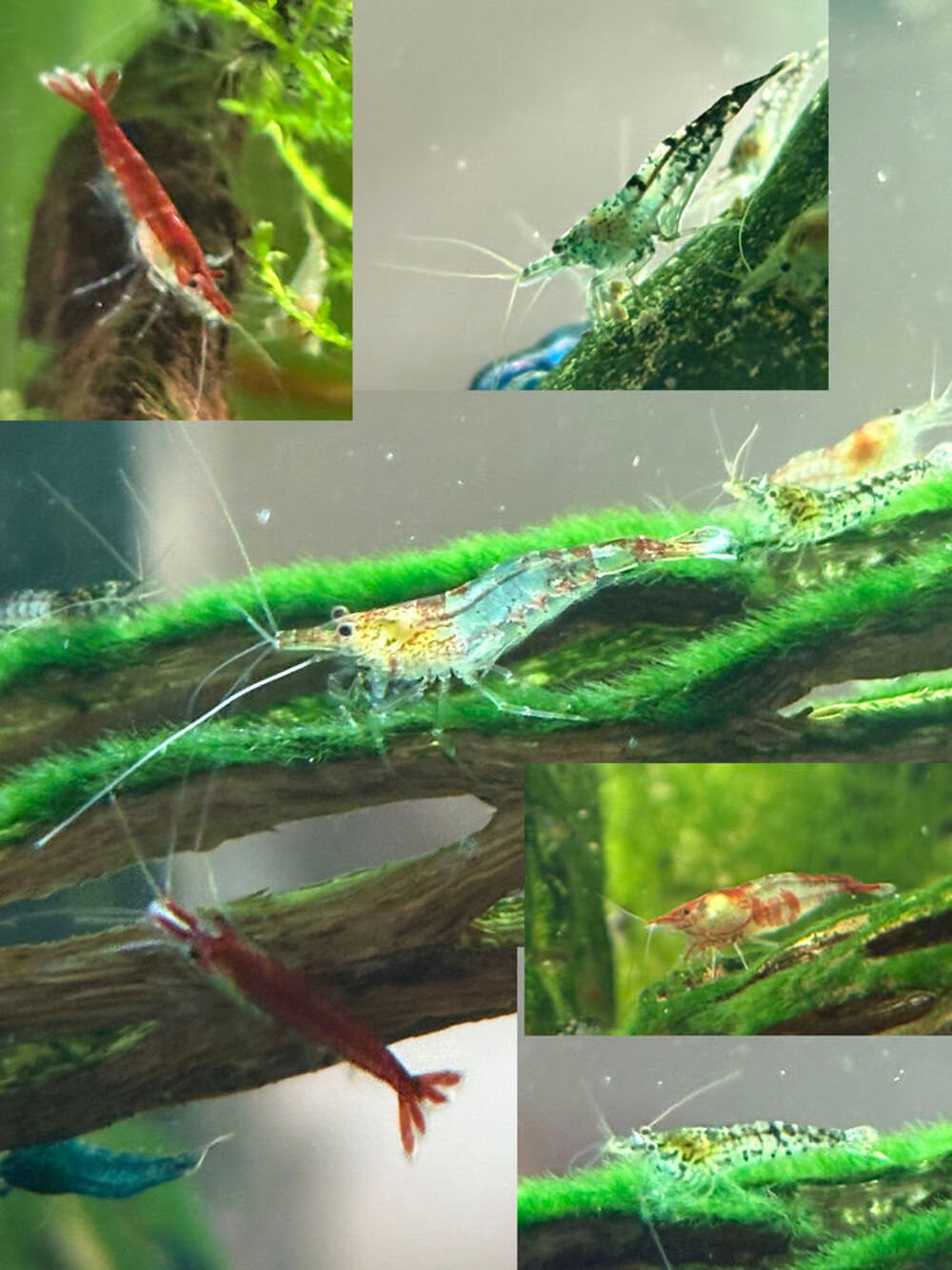   Crevettes Neocaridina déclassées 