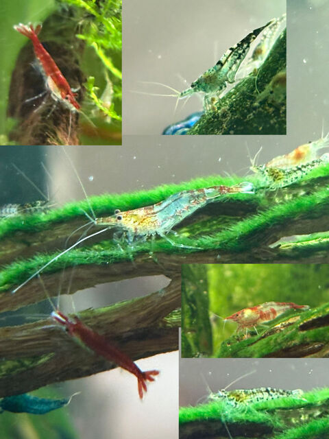 Crevettes Neocaridina d&eacute;class&eacute;es 0 77160 Provins