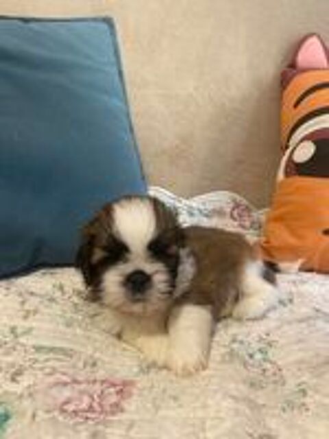  adorables bébés shih tzu 